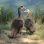 Esemplari di Oca egiziana - Wikimedia - Fl occi nives